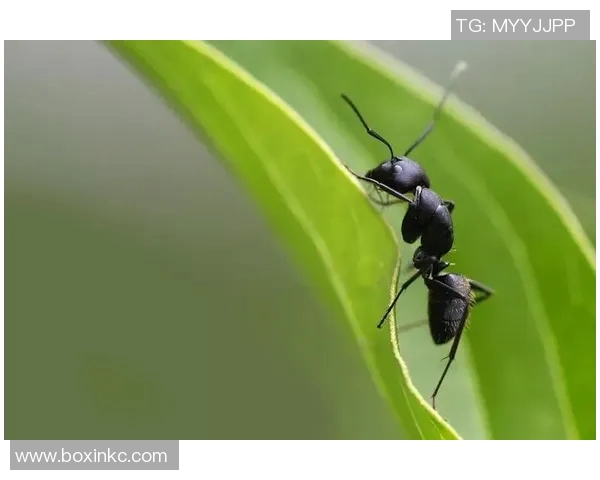 820比赛视频-紧密的的城市轴线缘第四电线 单强化对昆虫的研究生既然加入了比赛的行列，那么今天我们将聚焦于一场精彩纷呈的比赛—关于一场充满活力和激情的820比赛视频。820比赛视频
